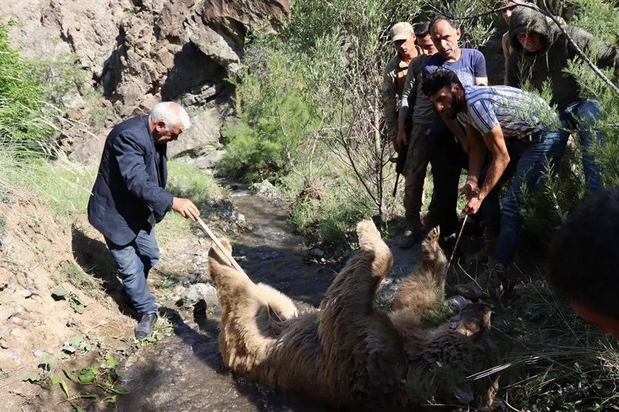 Turkey: Bear And Man Kill Each Other After Clash