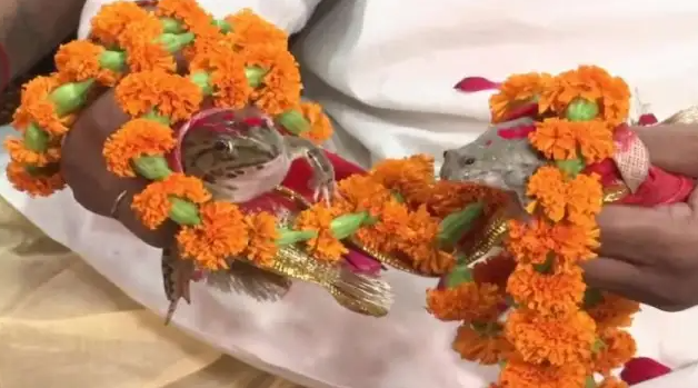 frog wedding uttar pradesh 