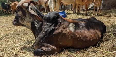 Cattled affected with Lumpy skin disease/ BCCL