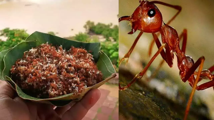 Weird Food of Odisha Eat Red Ant