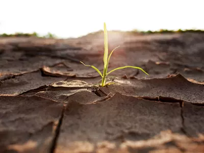Scientists Create Genetically Modified Plants That Are Resistant To Droughts