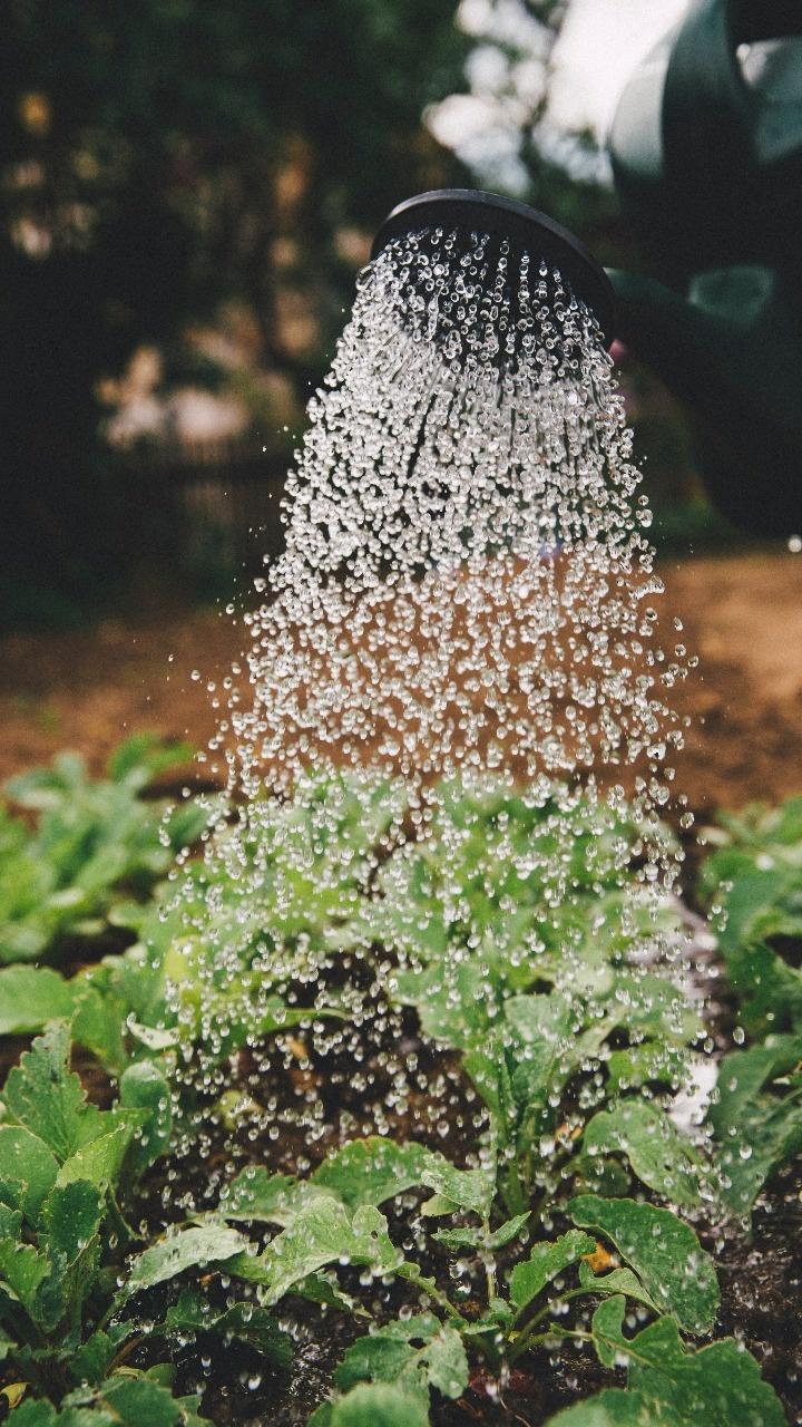 Organic Rooftop Gardening