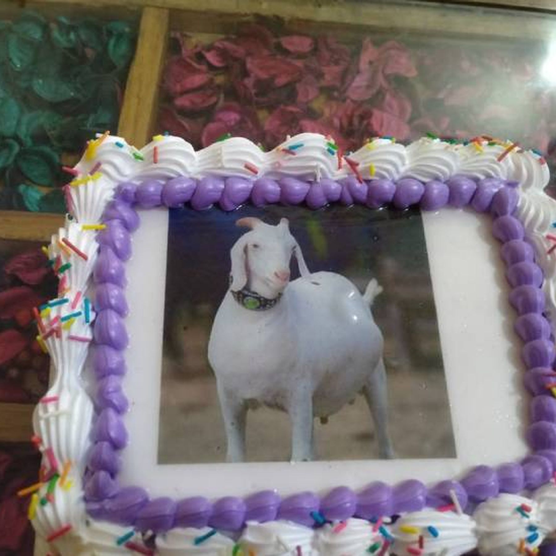 Eid UL-Adha 2018: On Bakra-Eid, Lucknow People To Cut Cakes, Not Goats