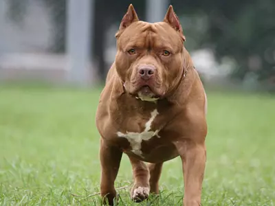 pitbull mauls owner to death lucknow 