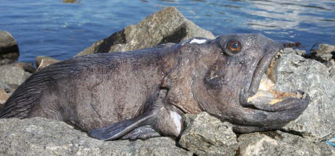 giant wolf fish