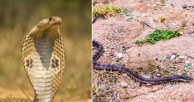 World Snake Day: Debunking Common Myths Surrounding Snakes!