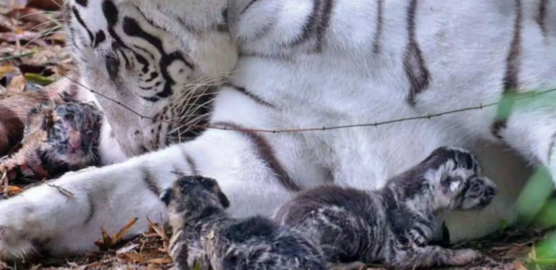 indore Kamla Nehru Prani Sangrahlaya white tigress births three cubs