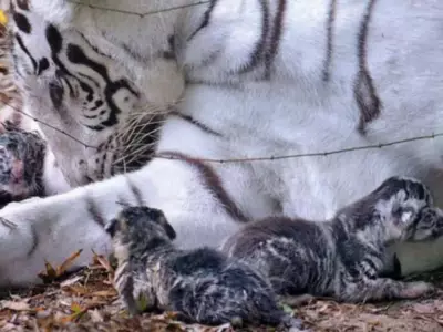 indore Kamla Nehru Prani Sangrahlaya white tigress births three cubs