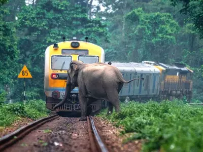 Elephants On Train Track