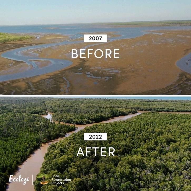 madagascar mangrove before after pic