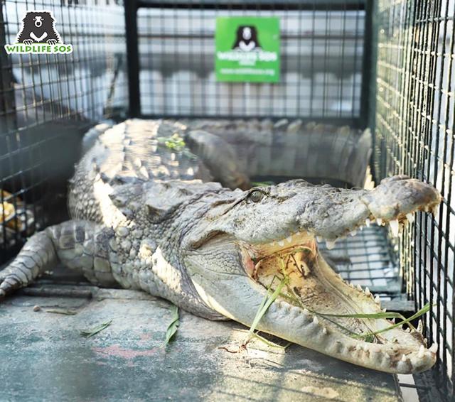 World Crocodile Day: Meet The Three Indian Crocodilians! - Wildlife SOS