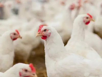 AI Could Help Better Welfare Of Farmed Chickens By Detecting Distress Calls 