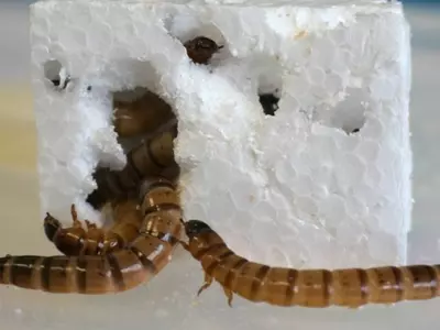 These Superworms Consume, Digest Non-Biodegradable Styrofoam, Offer Better Recycling Methods