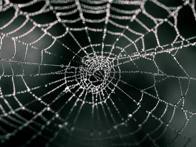 Spider Webs Could Help Track Microplastic Pollution Levels In The Air