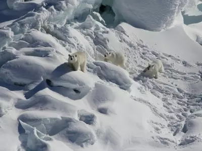 Hidden Population Of Polar Bears Found Living In a Strange Habitat Due To Climate Change