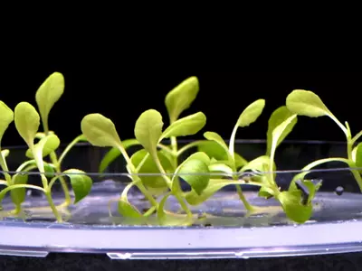 Artificial Photosynthesis Can Help Grow Food Without Sunlight While Keeping Nutrients In Check