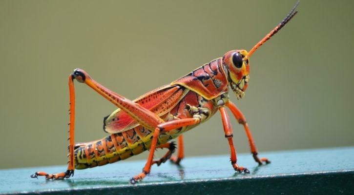 Robot Gets The Sense Of Smell Using Locust Antennae