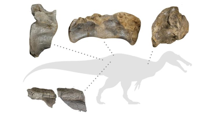 Fossils Reveal What Could Be Europe’s Biggest Meat-Eating Dinosaur