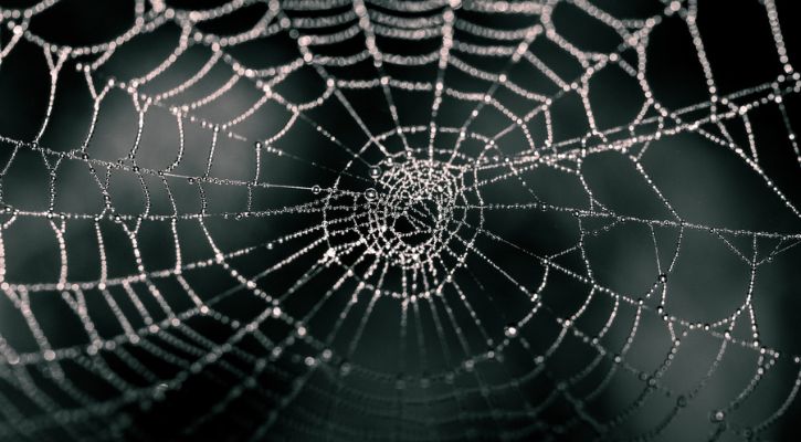 Spider Webs Could Help Track Microplastic Pollution Levels In The Air ...
