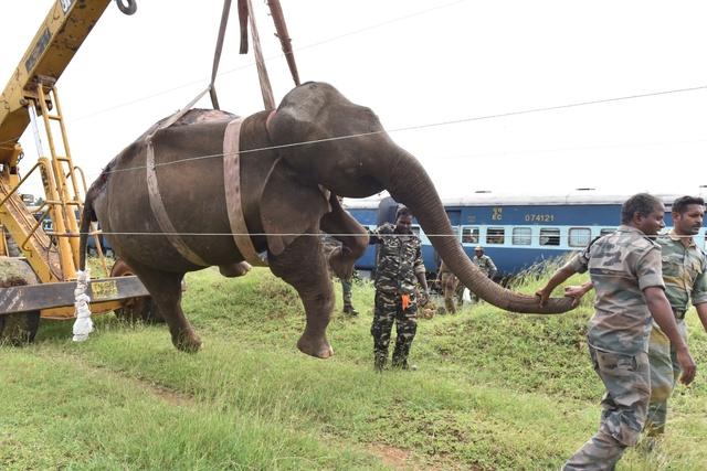 45 Elephants, 150 Wild Animals Killed After Being Hit By Trains Between  2019-21, Says Govt