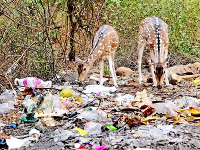 Plastic Killing Animals