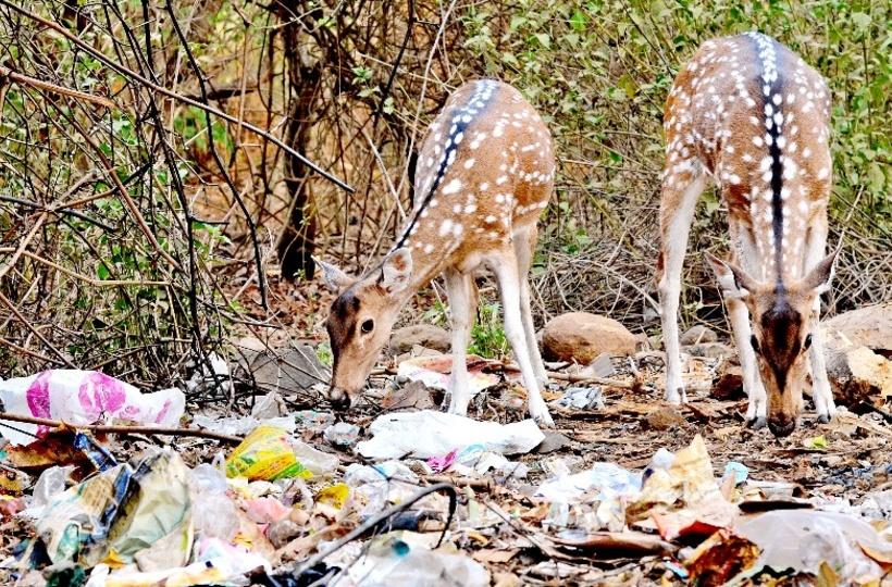 Explained: How Plastic Is Ruthlessly Killing Animals