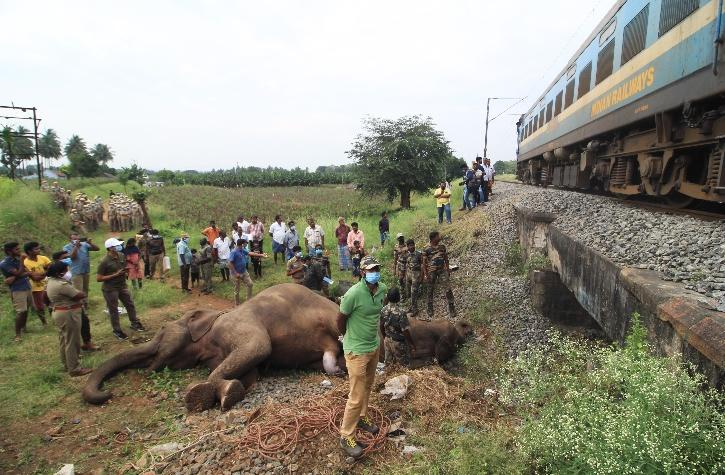 45 Elephants, 150 Wild Animals Killed After Being Hit By Trains Between  2019-21, Says Govt
