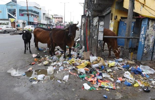 Explained: How Plastic Is Ruthlessly Killing Animals Explained: How Plastic Is Ruthlessly Killing Animals