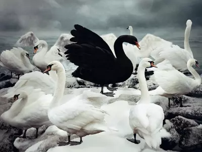 Black Swan Event