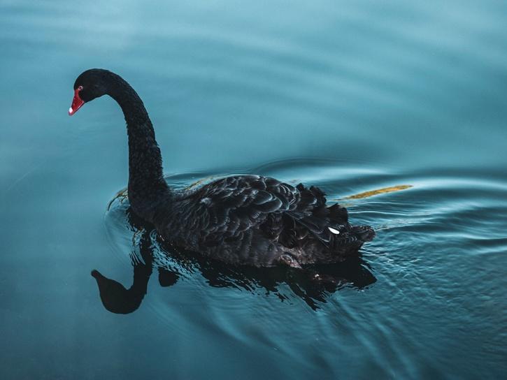 Explained What is a Black Swan Event