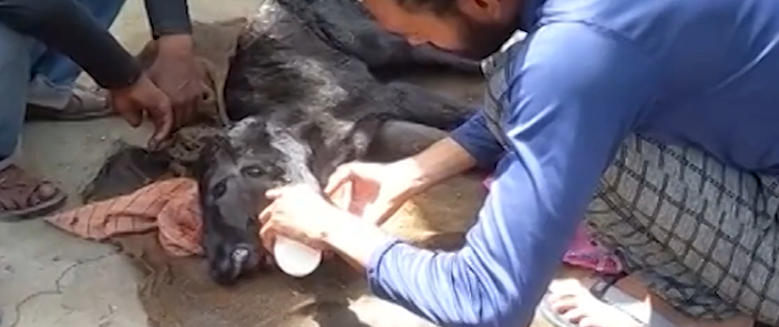 Cow gave birth to a two-faced, four-eyed heifer