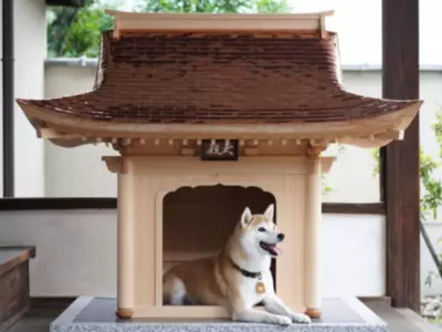 world costliest dog house 