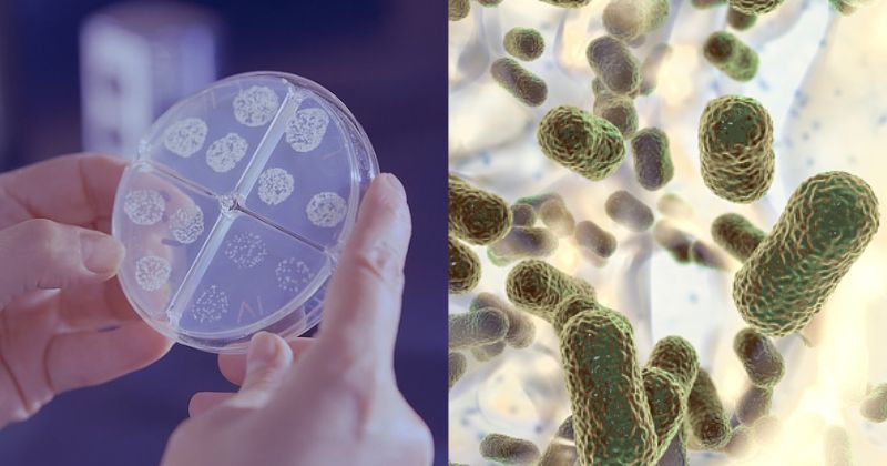 인도 연구원, 항생제 없이 박테리아를 죽이는 새로운 치료법 개발