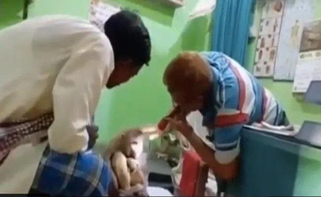 The injured monkey reached the clinic for treatment