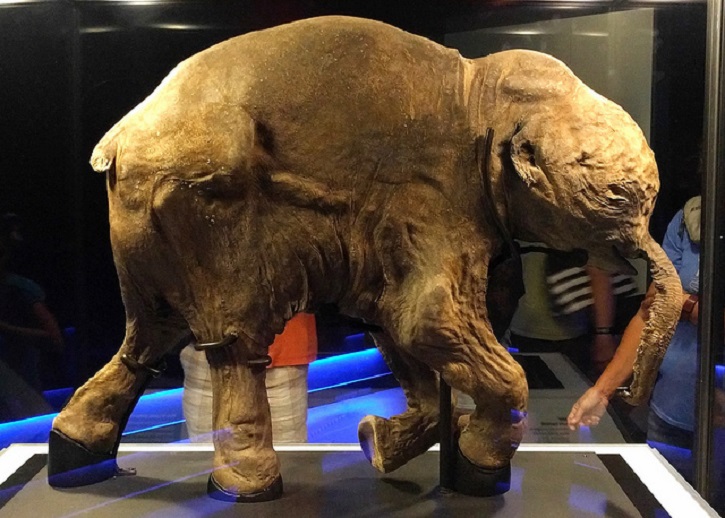 Mummified Woolly Mammoth Found In Canada's Gold Mine