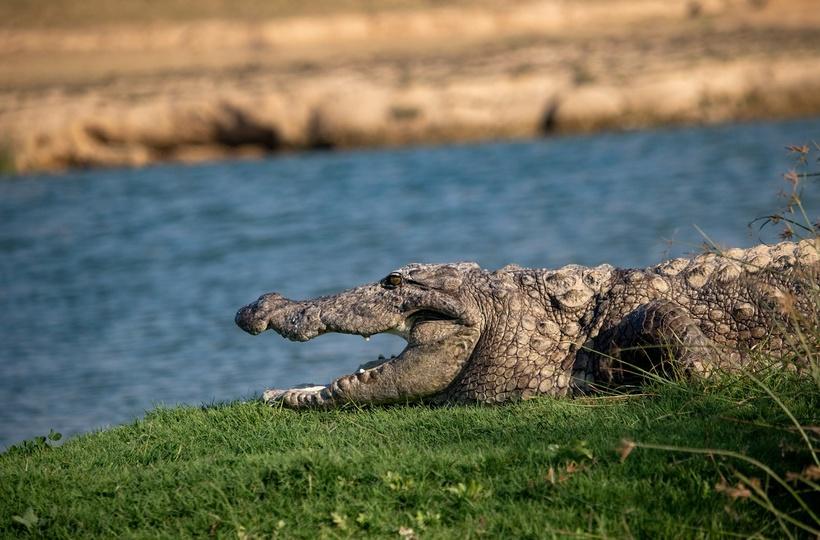 Crocodilian Species in India