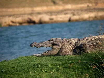 World Crocodile Day