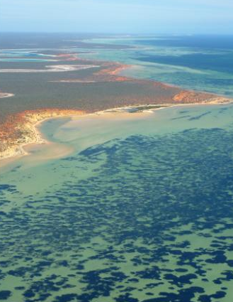 World Largest Plant found in Australia 