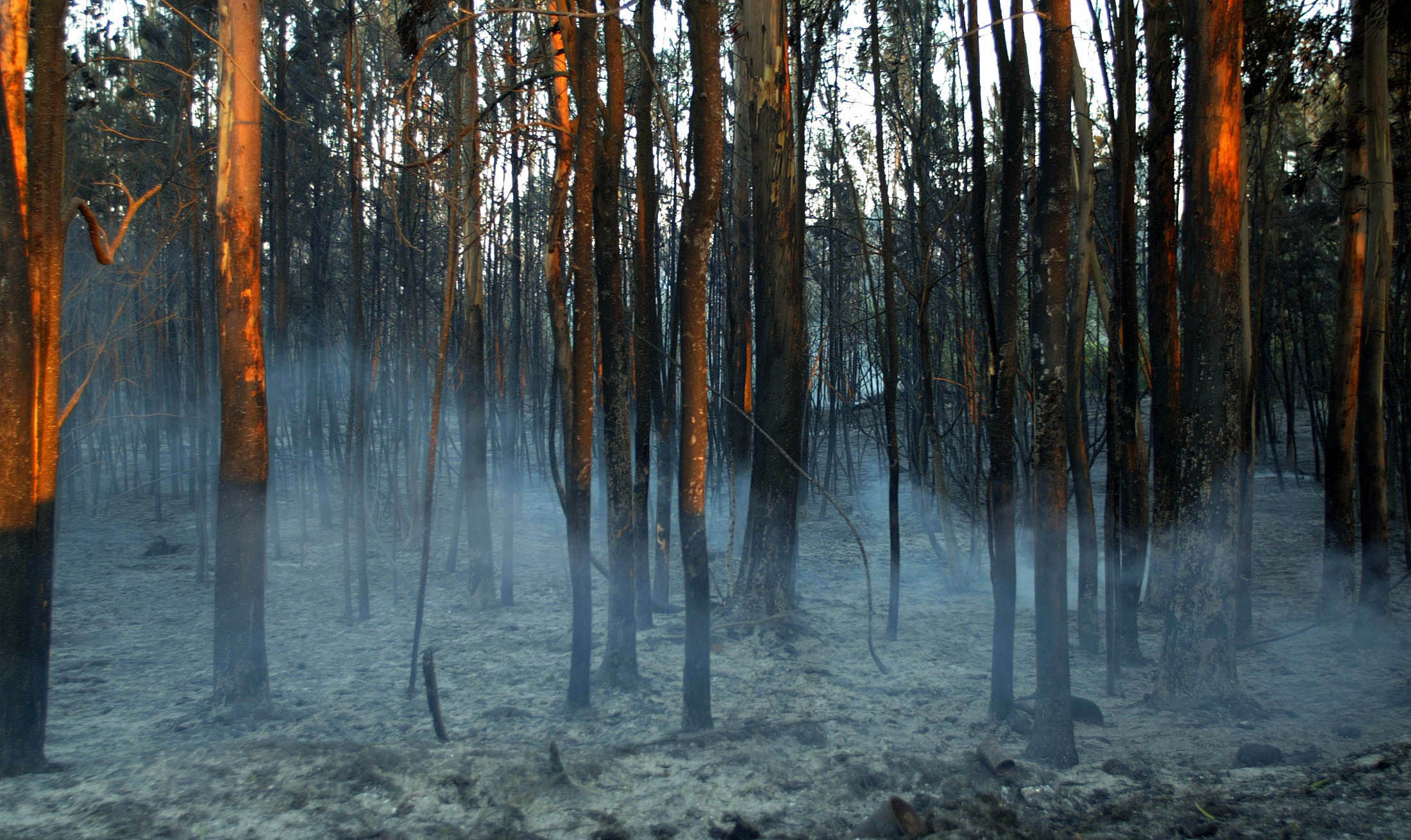 Explained: How Climate Change Is Killing Insects And Impacting The Food ...