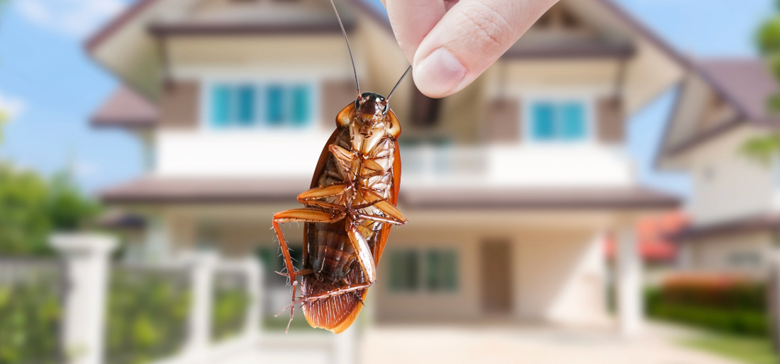 Us Company Will Pay You Rs 15 Lakh If You Let Them Release 100 Cockroaches In Your Home