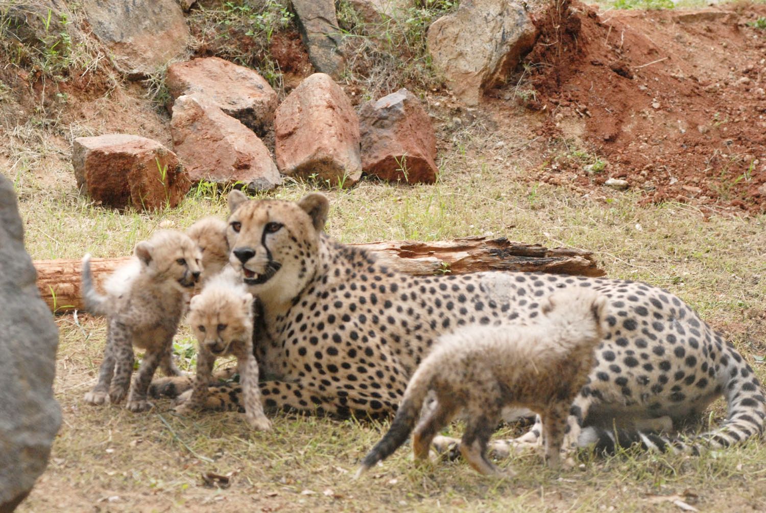 Why Cheetahs Are Being Brought Back To India After 1952