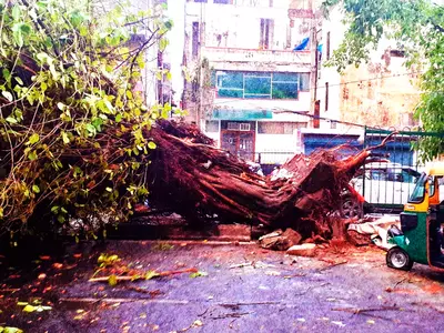 Delhi Lost Heritage Trees In A 20-minute Thunderstorm: What Causes Uprooting Of Trees In Cities