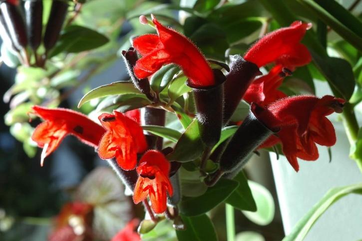 Lipstick Plant