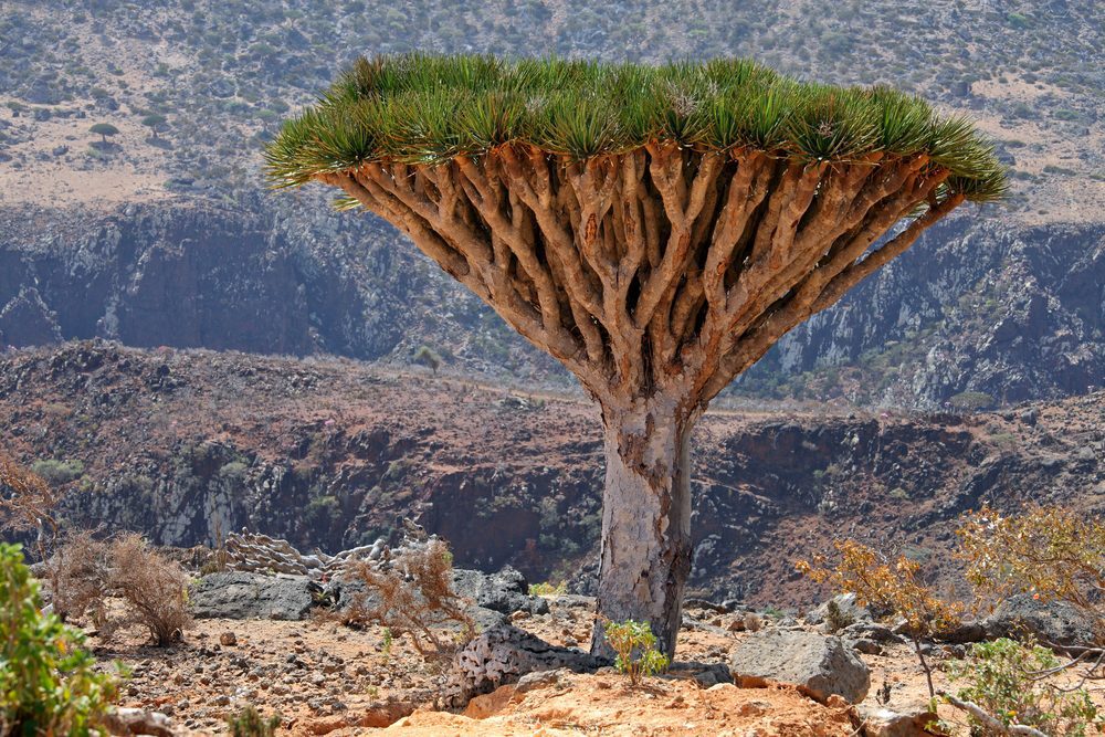 Dragon Blood Tree 'Bleeds' When You Cut It