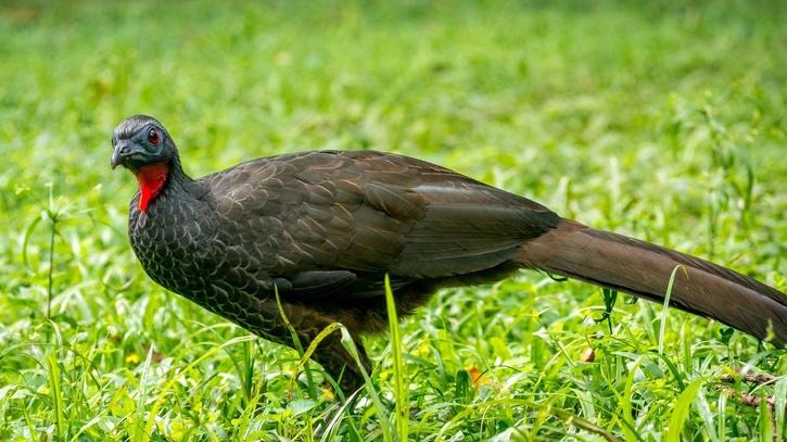 Jaku Bird Coffee