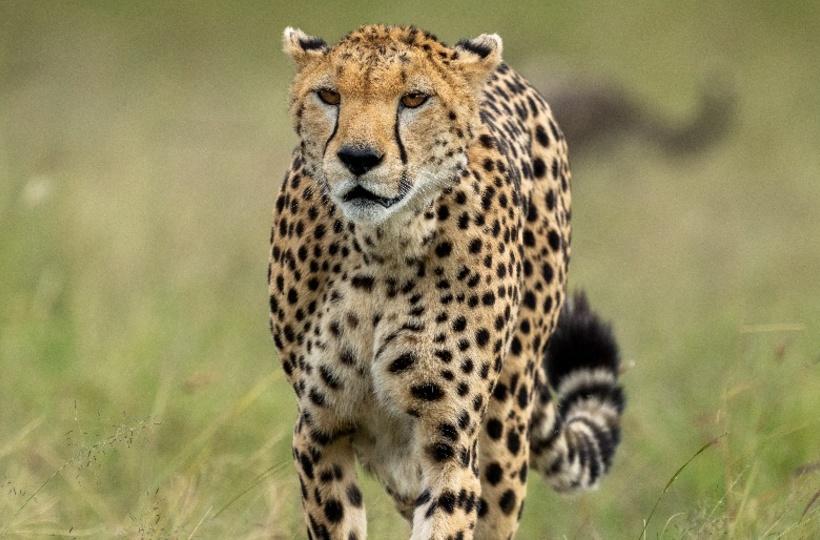 Why Cheetahs Are Being Brought Back To India After 1952