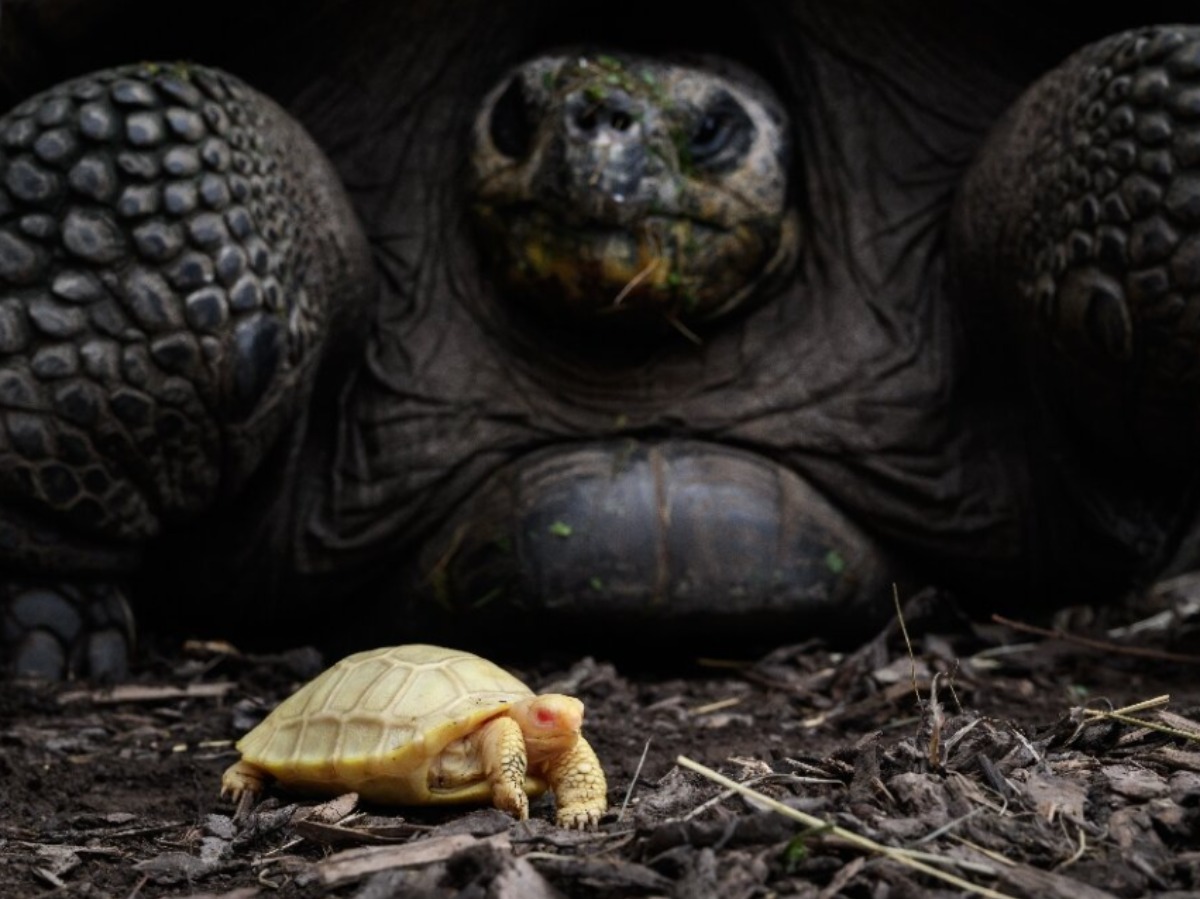 In A First, 10 Endangered Asian Giant Tortoise Rewilded In Nagaland’s ...