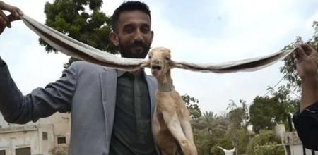 World longest ear goat