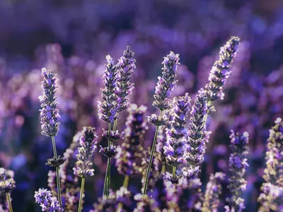 Lavender, Purple Revolution, Jammu and Kashmir, Aromatic Oil, Lavender Oil, lavender plantation, lavender field