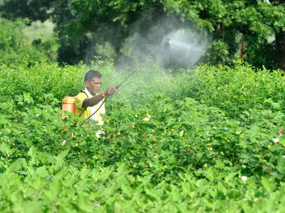 Farmer spray in field